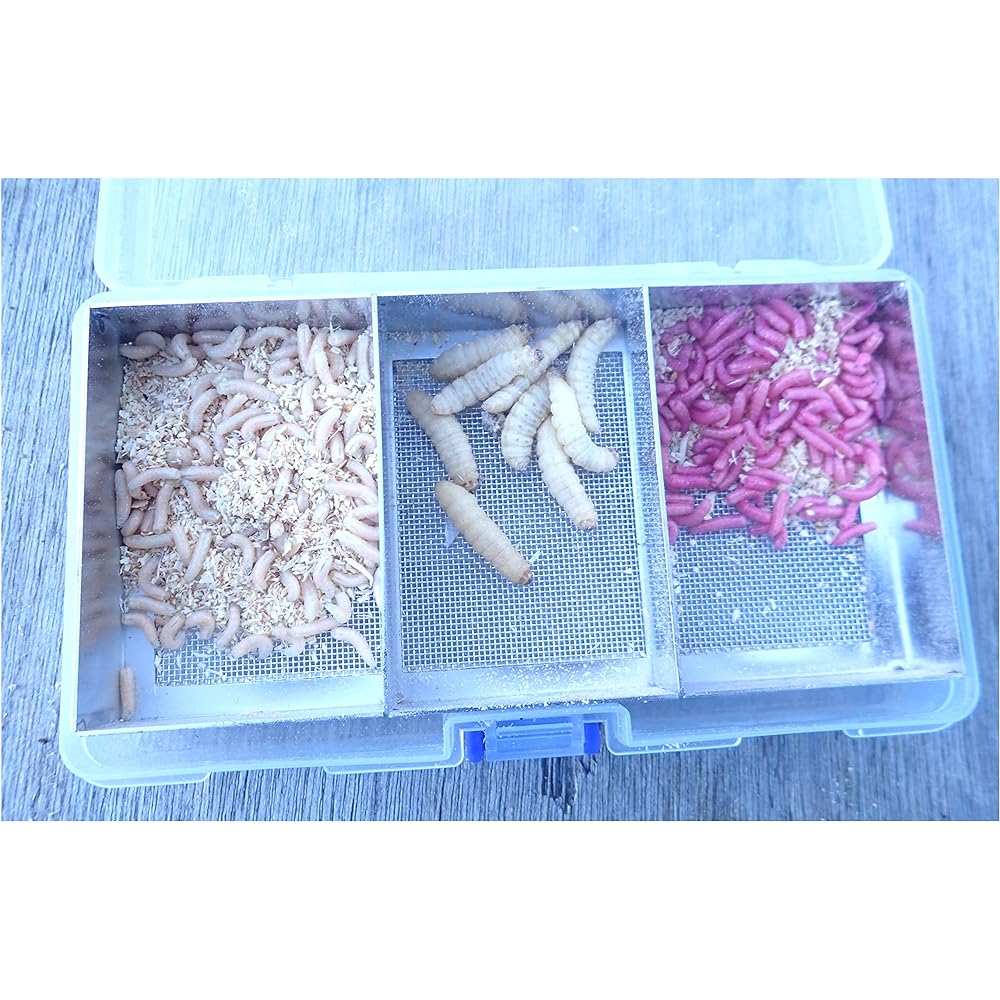 Fishing Samadhi Smelt Triple Bait Box (External dimensions): Approx. 165 x 95 x 30 mm