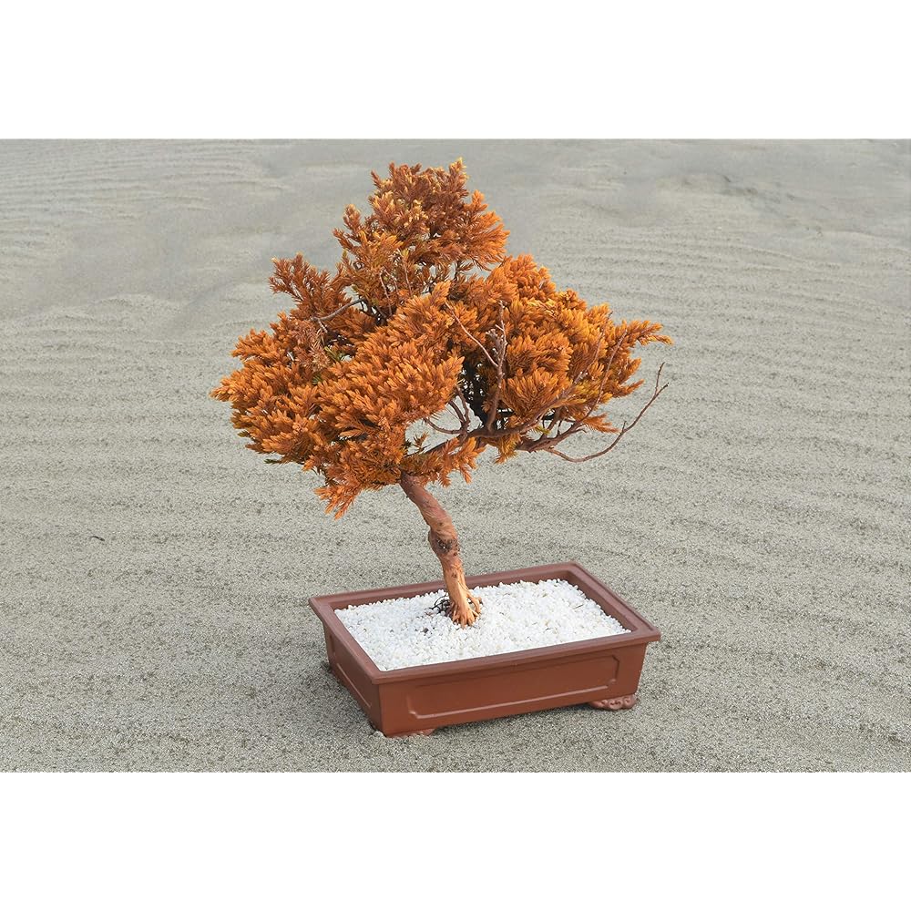 General Incorporated Association World Dry Bonsai Association Bonsai, Dry Bonsai, Dry Bonsai, DRY BONSAI Dry Bonsai/Bonsai Pot White Sand Hardened 4582522520083 Interior Object Gift Yellow Body: Depth 23cm Body: Height 35cm Body: Width 30cm