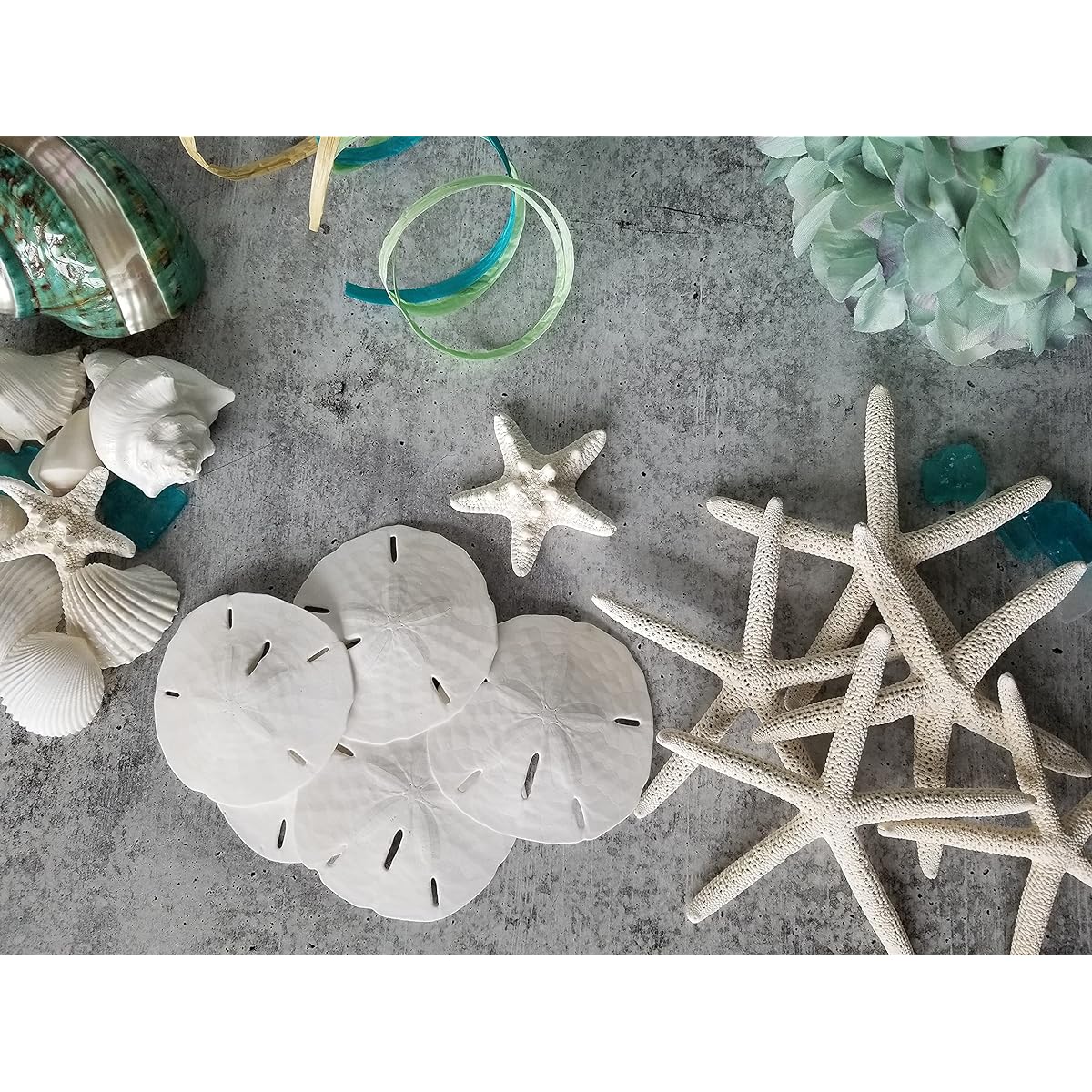 Tumbler Home Certified - Set of 12 Octopus Sleeping Dollars 2.5"-3" - Wedding Seashell Crafts - Hand Selected and Professionally Packaged