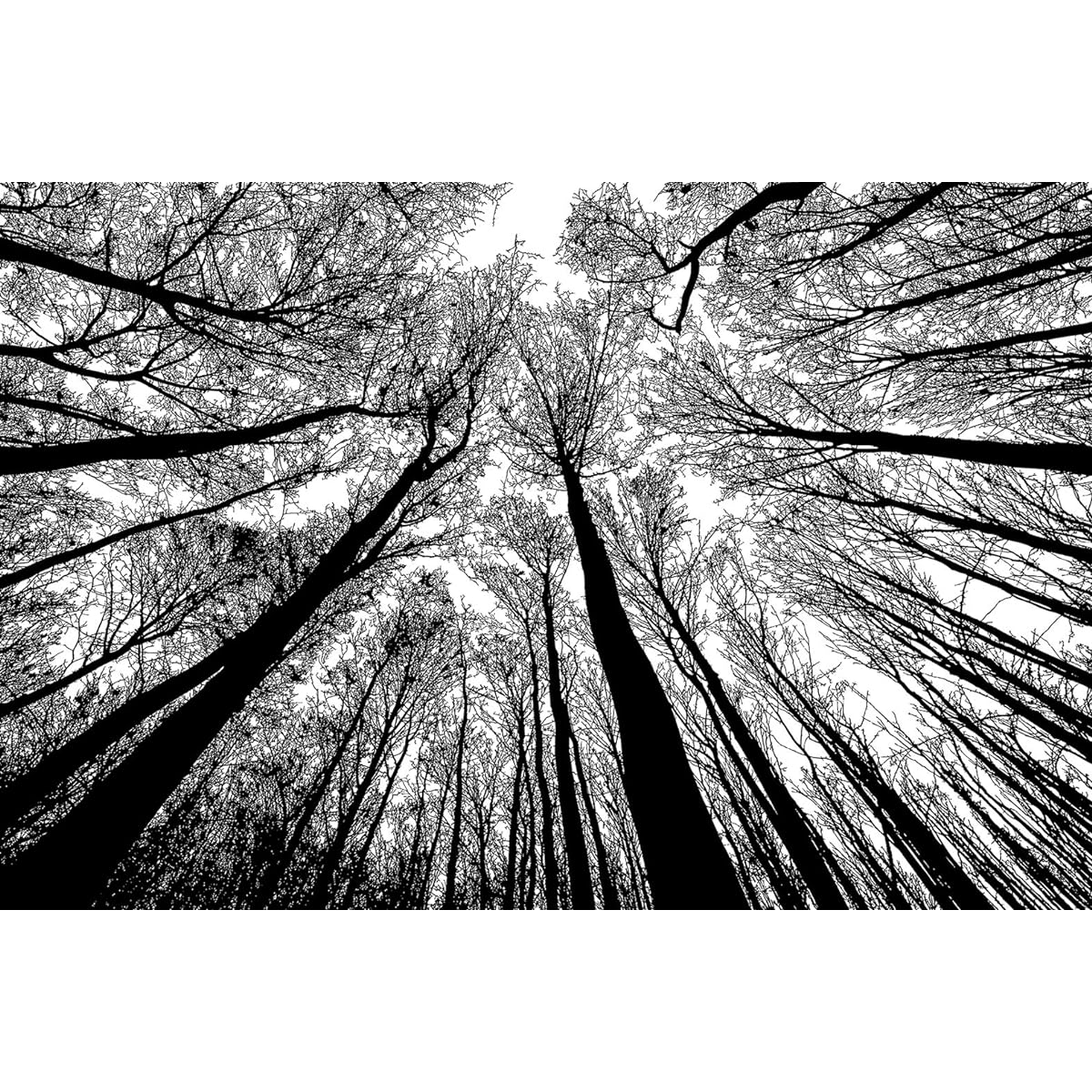 Bgraamiens Puzzle - Forest Monochrome - 1000 Piece Creative Monochrome Nature Landscape Hard Puzzle Blue Board Jigsaw Puzzle