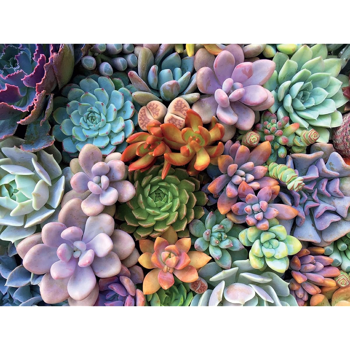 Ceaco Succulents Cute Pastel 300 Piece Jigsaw Puzzle