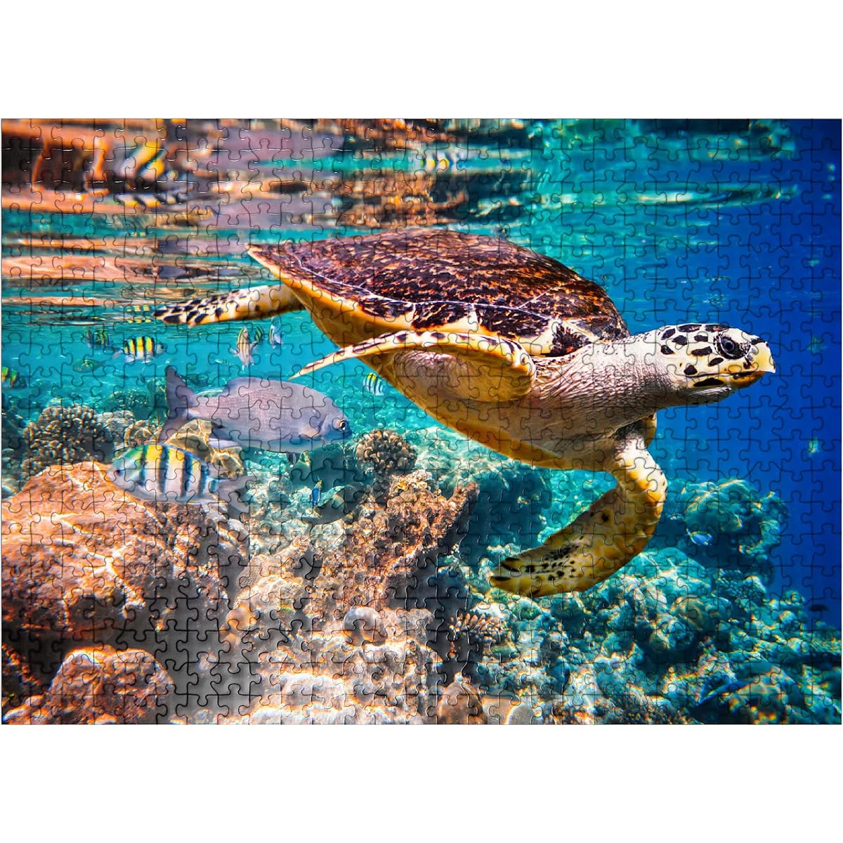 Hawksbill Turtle Maldives - Premium 500 Piece Jigsaw Puzzle for Adults