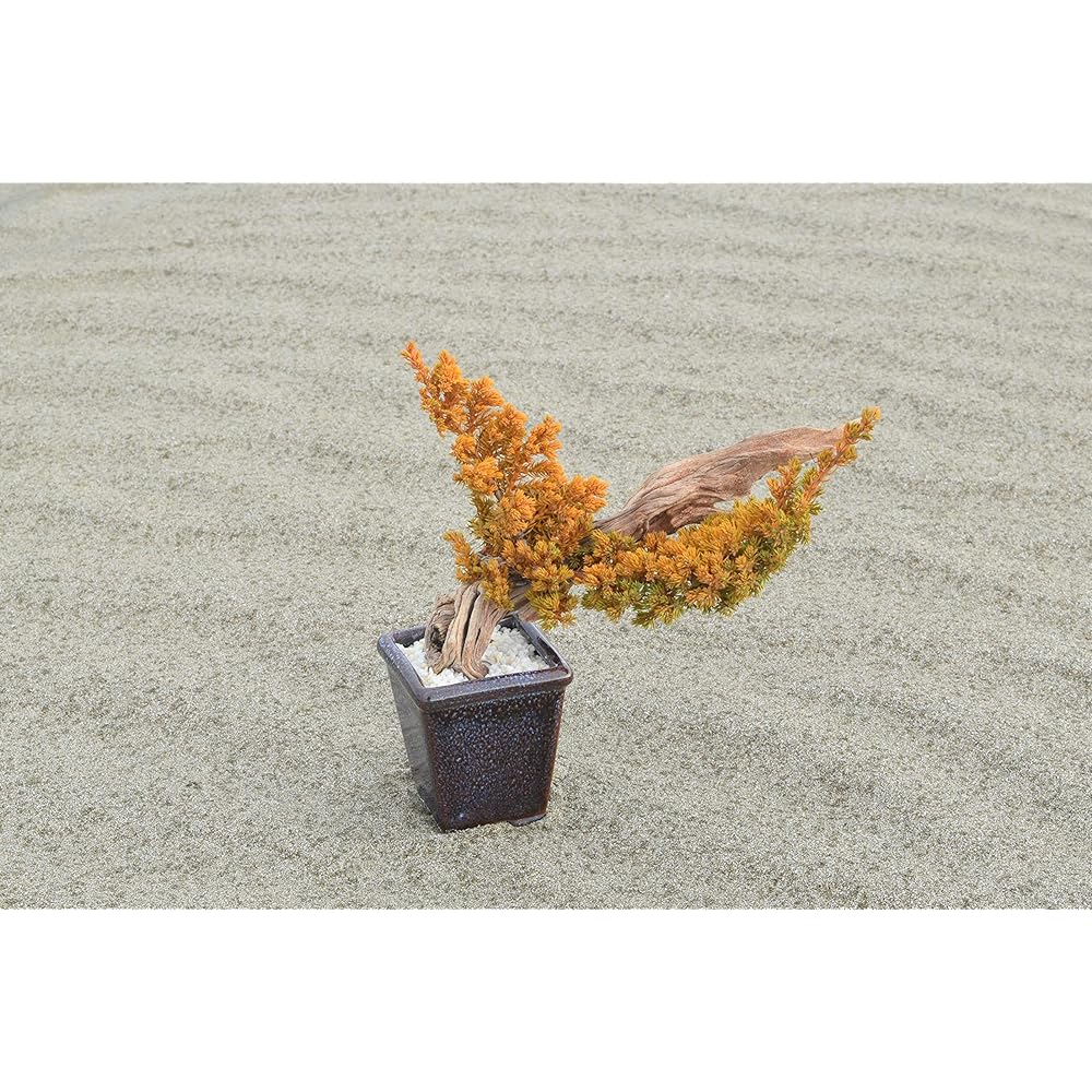 General Incorporated Association World Dry Bonsai Association Bonsai, Dry Bonsai, Dry Bonsai, DRY BONSAI Dry Bonsai/Bonsai Pot White Sand Hardened 4582522520052 Interior Object Gift Yellow Body: Depth 15cm Body: Height 25cm Body: Width 25cm