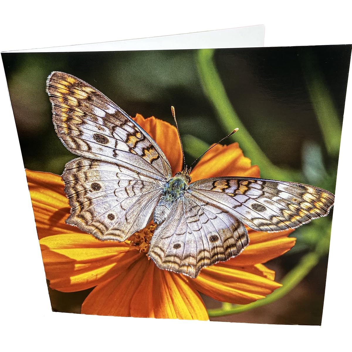 Butterfly Square Blank Birthday Greeting Card