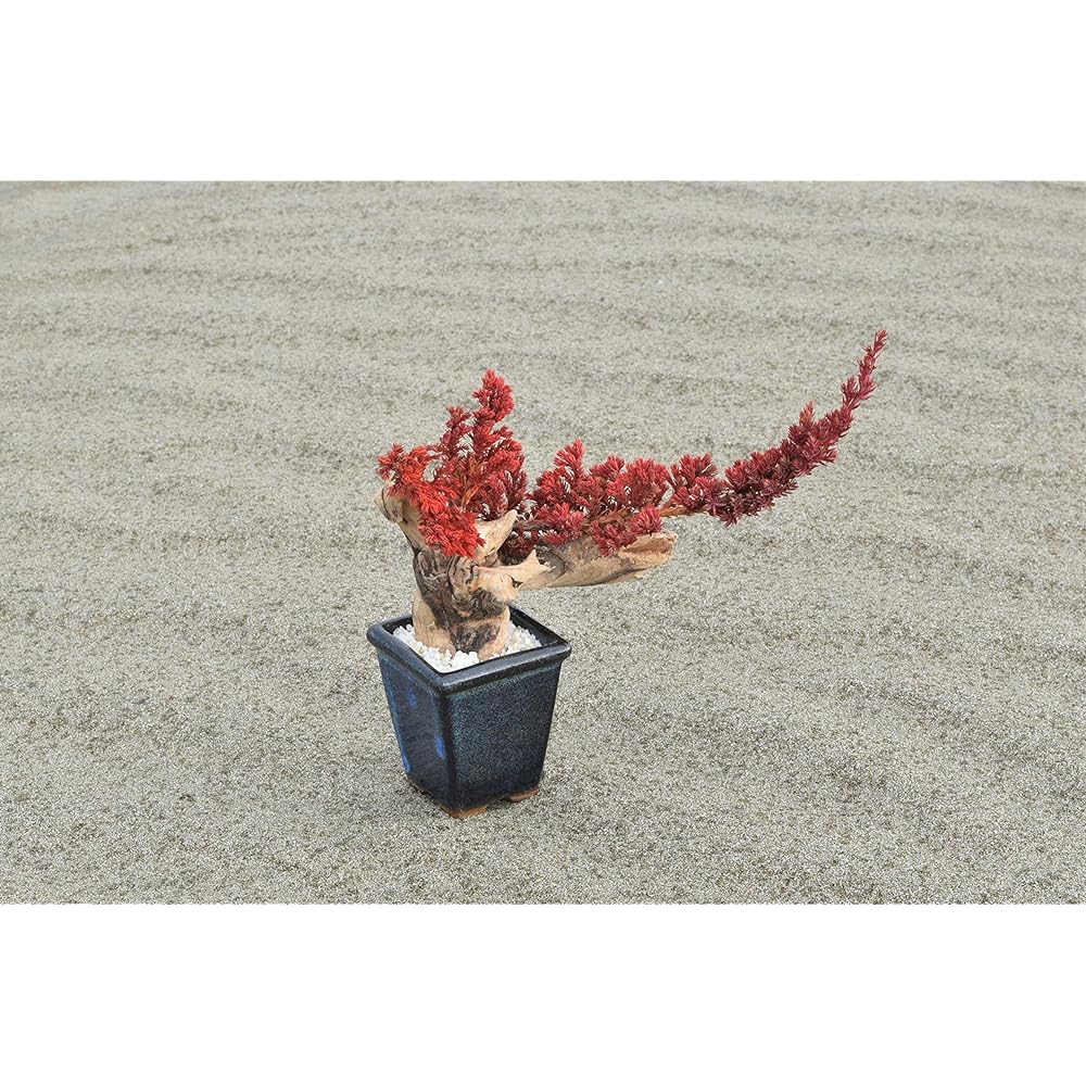 General Incorporated Association World Dry Bonsai Association Bonsai, Dry Bonsai, Dry Bonsai, DRY BONSAI Dry Bonsai/Bonsai Pot White Sand Hardened 4582522520069 Interior Object Gift Red Body: Depth 15cm Body: Height 25cm Body: Width 25cm