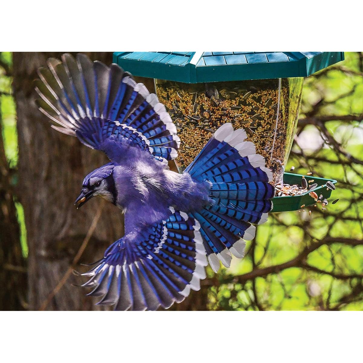 PuzzQuest Blue Jay Speed Fine Art Bird Jigsaw Puzzle 1000 Piece for Adults and Teens