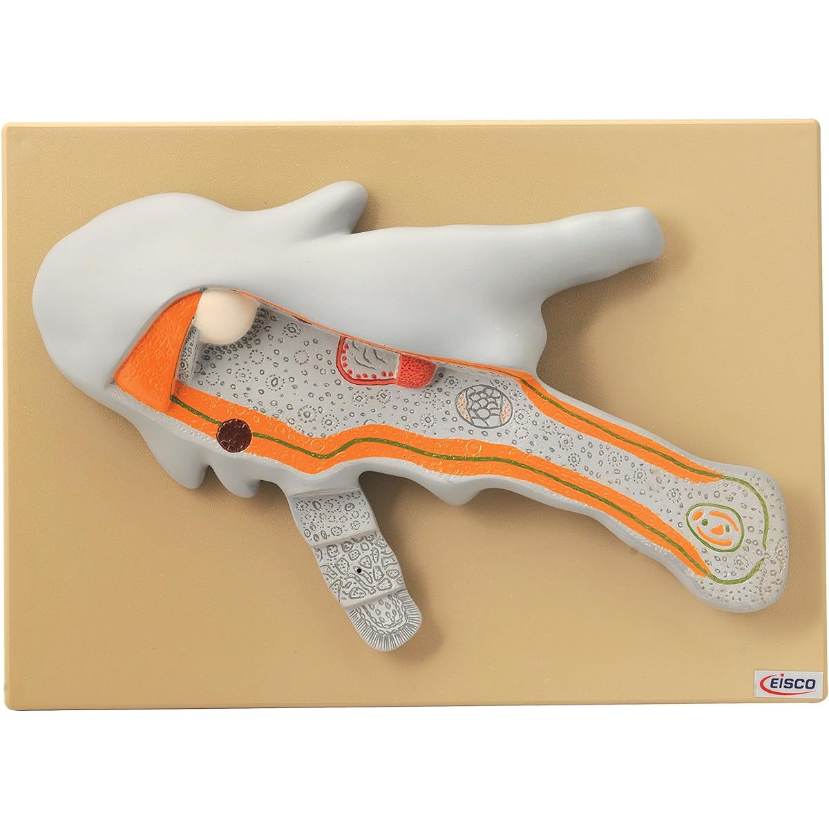 EISCO Plastic Amoeba Model