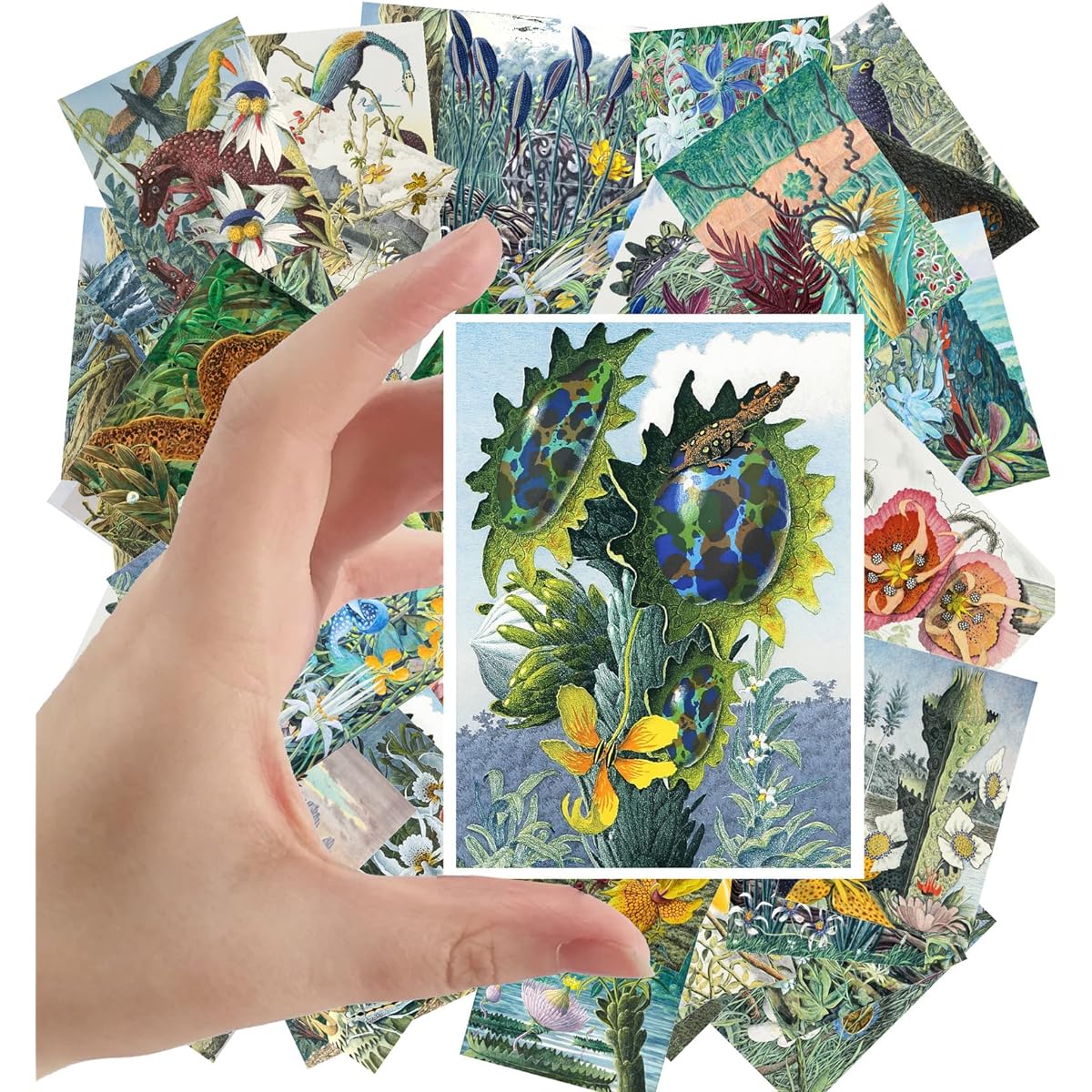 Large Stickers (2.5"x3.5" each) Cool Absurd Scenes in Nature Vintage Postcards Retro Greeting Cards Book Illustrations Reprints