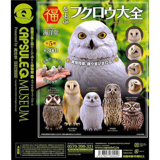 A complete guide to owls that bring good fortune - 5 types