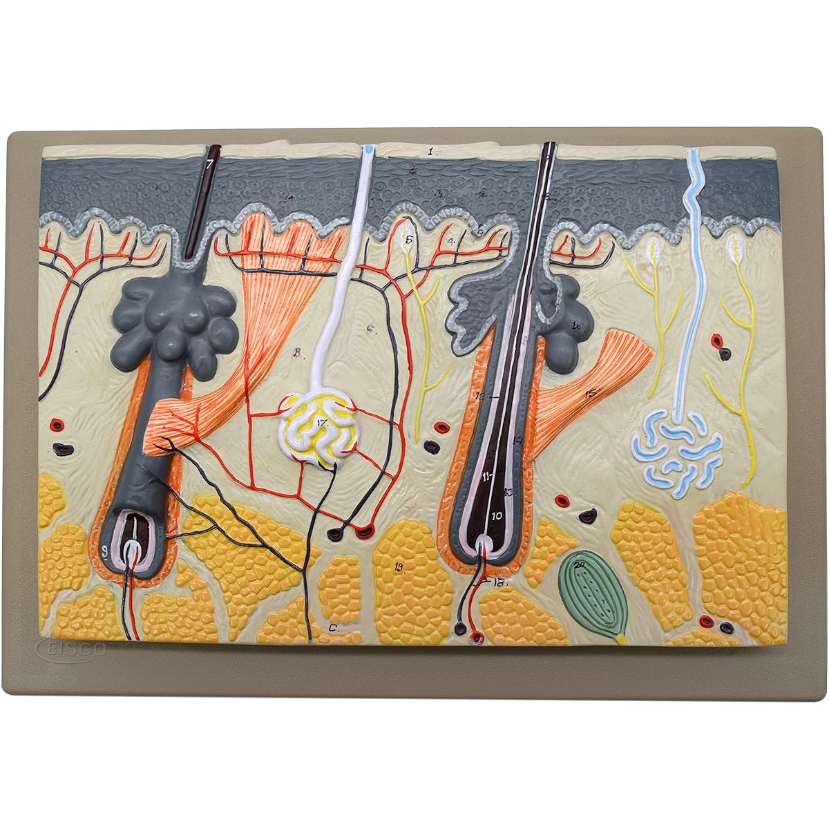 EISCO Human Skin Model 70x Magnification Hand Painted