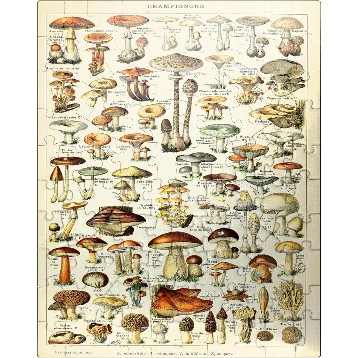 Champignons - All Mushrooms, Vintage Art Poster by Adolphe Millot - Premium 100 Piece Jigsaw Puzzle for Adults