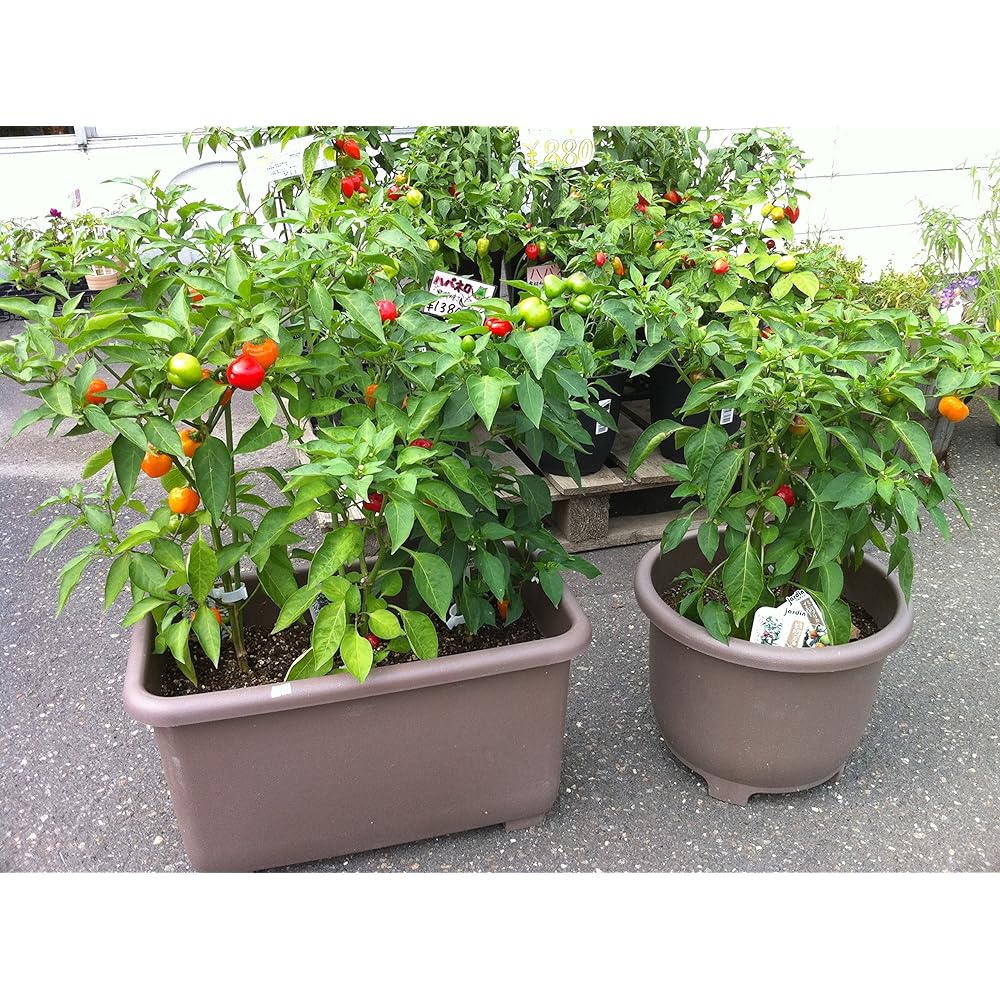 Yamato Plastic eco&eco Win Planter Round 32 Type Φ320 x H245mm Eco Brown Set of 4