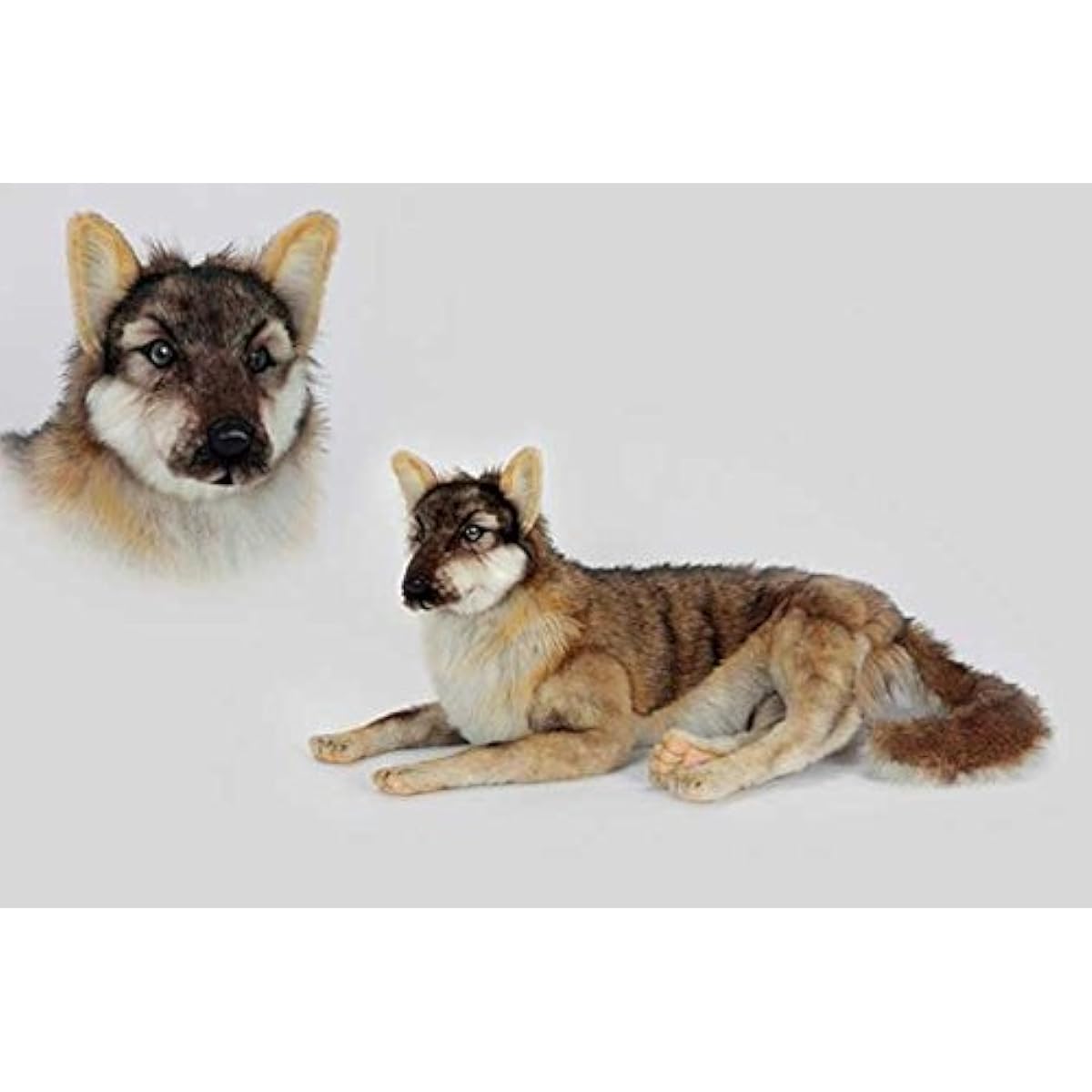 Wolf 66 BH6762