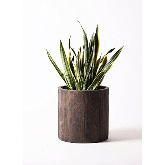 HitoHana Sansevieria No. 10 Toranoo Alpha Cylinder Planter