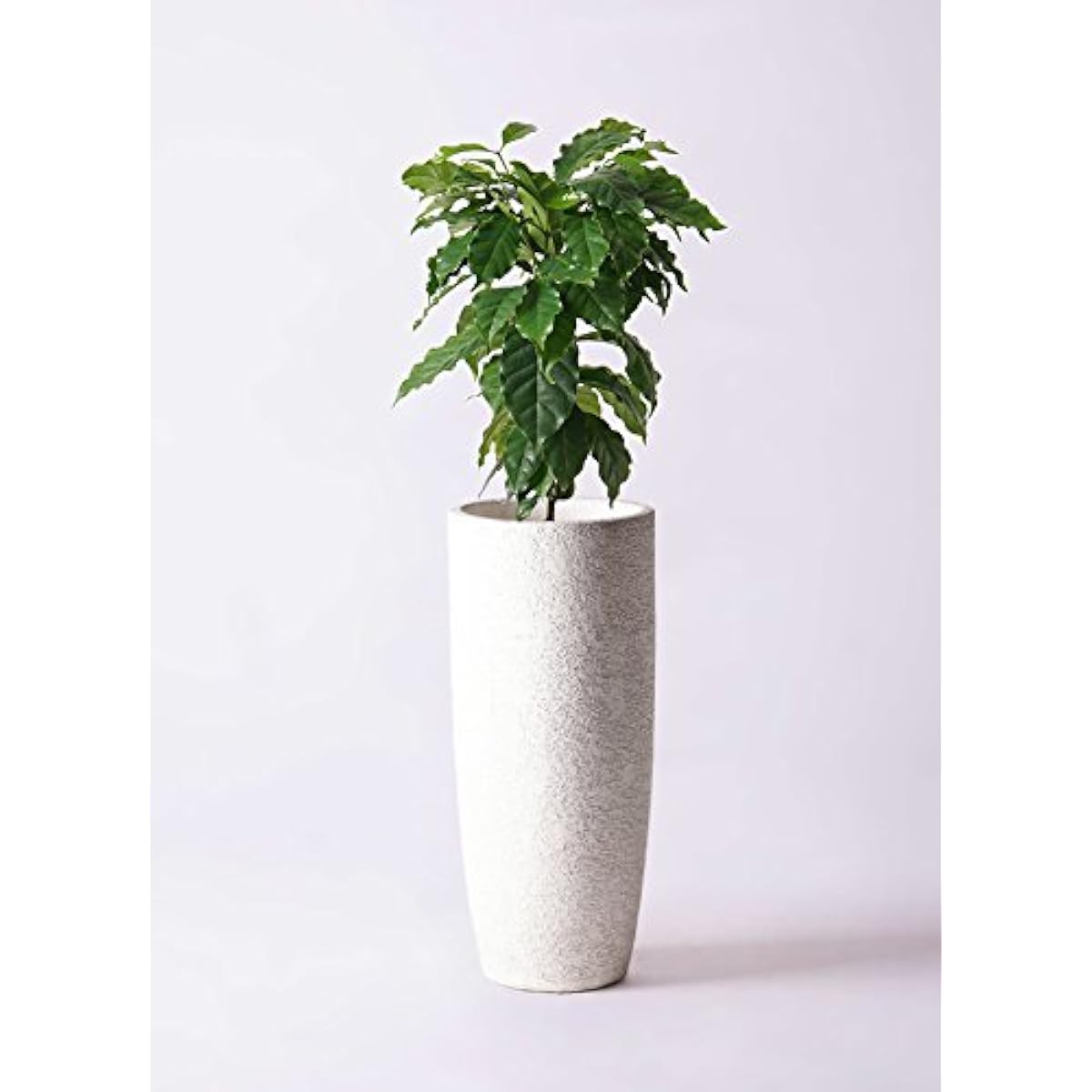 HitoHana Coffee Tree No. 6 Eco Stone Tall Type White