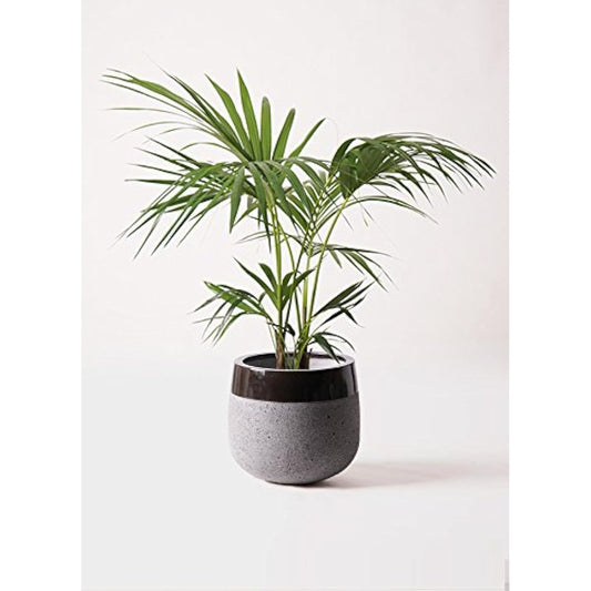 HitoHana Kencha Palm No. 8 Fiber Stone Taurus Black