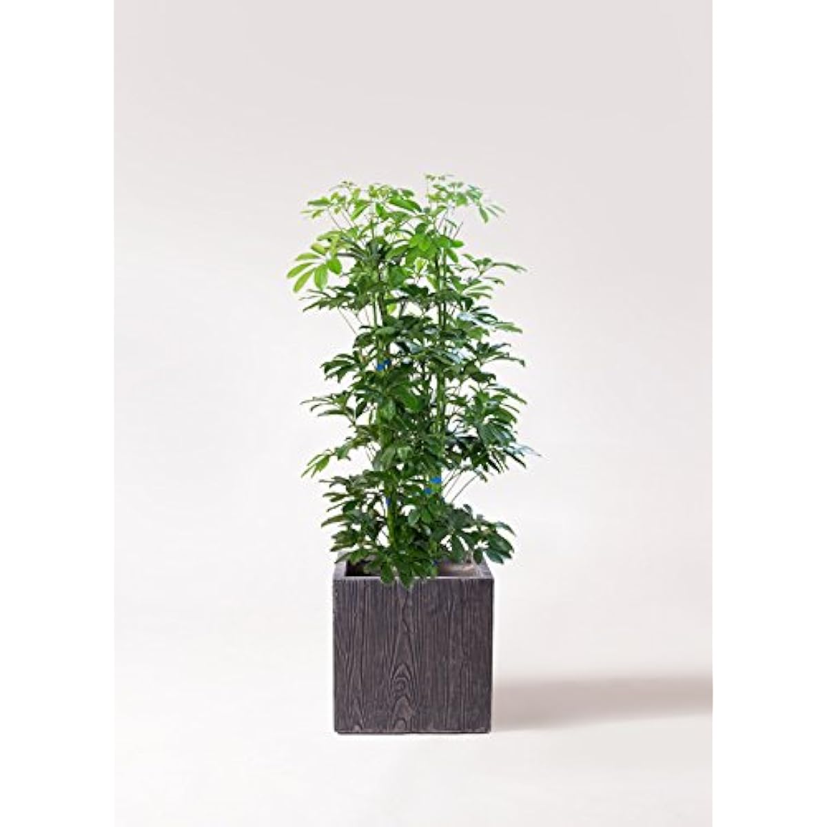 HitoHana Kapok (Schefflera) No. 8 Beta Cube Planter Wood Tea