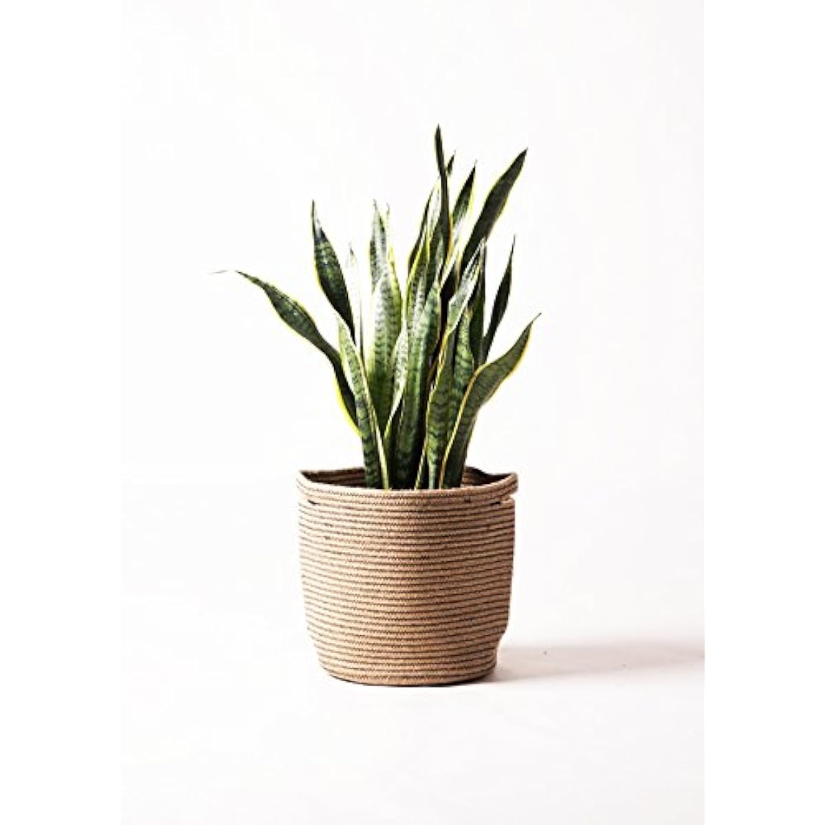 HitoHana Sansevieria No. 8 Toranoo Rib Basket Natural