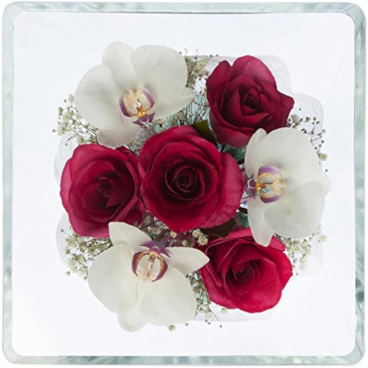Rendeflor Rose, Chidori, Gypsophila X-BB