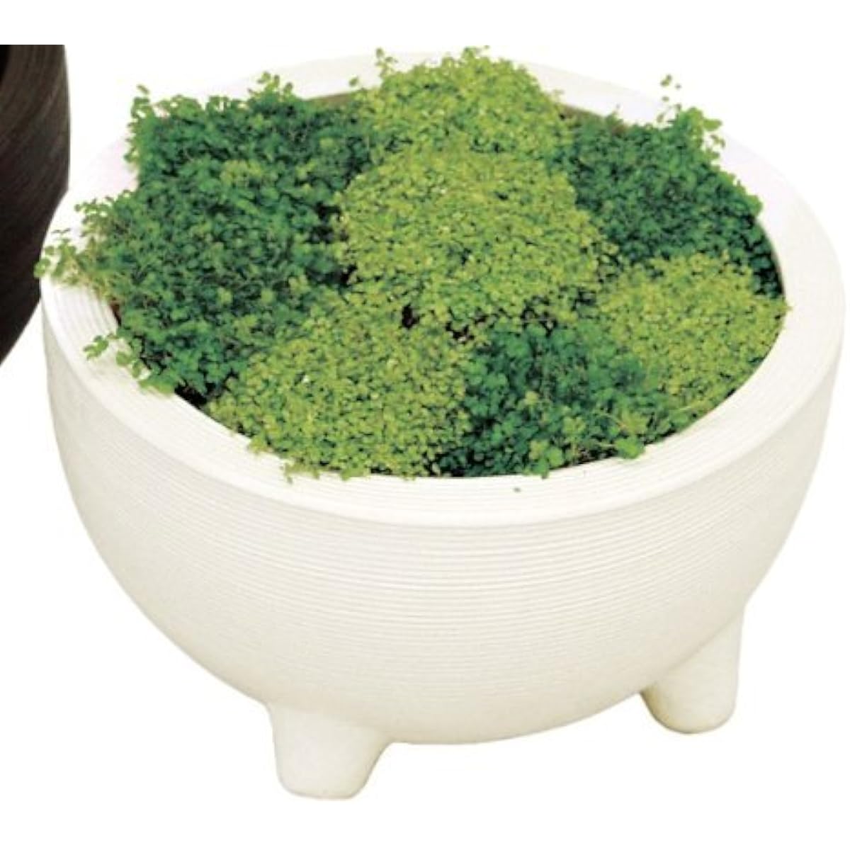 Plus Garden Water Lotus Pot Orbit Φ285mm No Bottom Hole White Shigaraki Ware 232-01