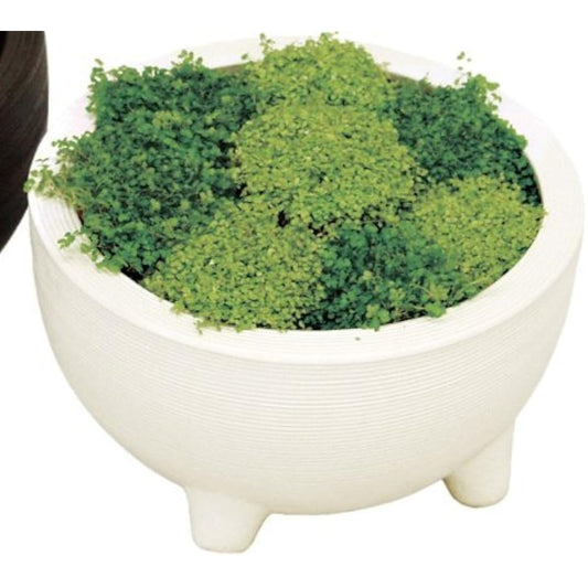 Plus Garden Water Lotus Pot Orbit Φ285mm No Bottom Hole White Shigaraki Ware 232-01