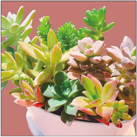 Canvas 43931 Succulent S30