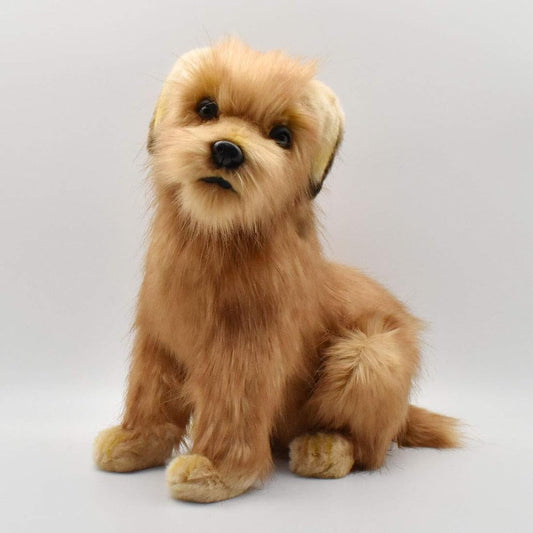 Norfolk Terrier No.3996