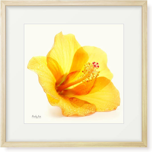 Painting "Hibiscus After the Rain" Interior Painting Flower Art Panel Framed (Height 32cm x Width 32cm)