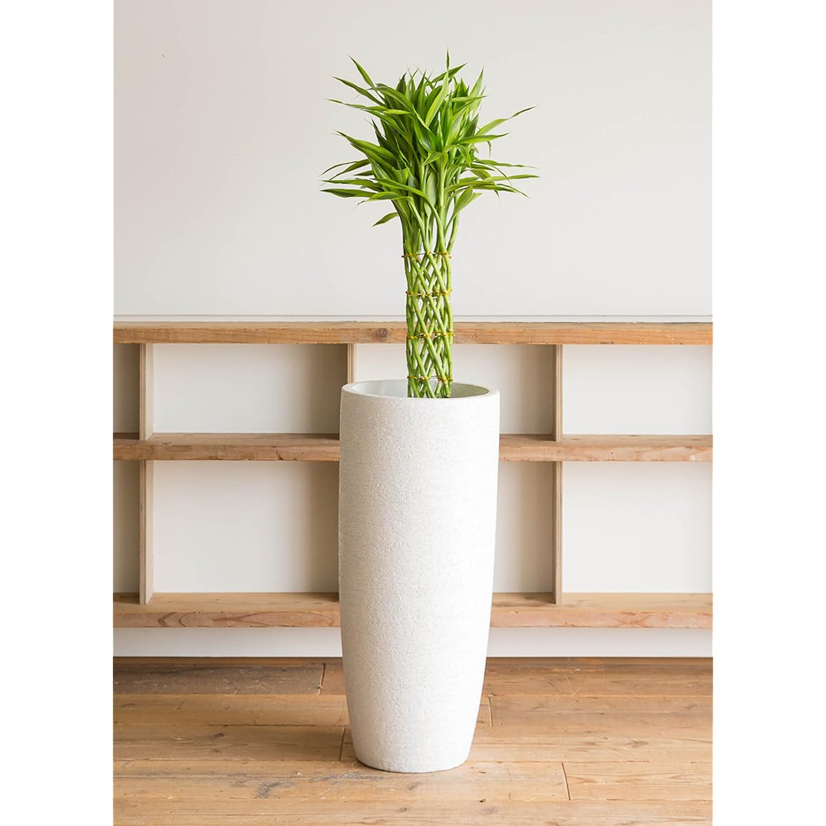HitoHana Dracaena Million Bamboo (Lucky Bamboo) No. 7 Eco Stone Tall Type White