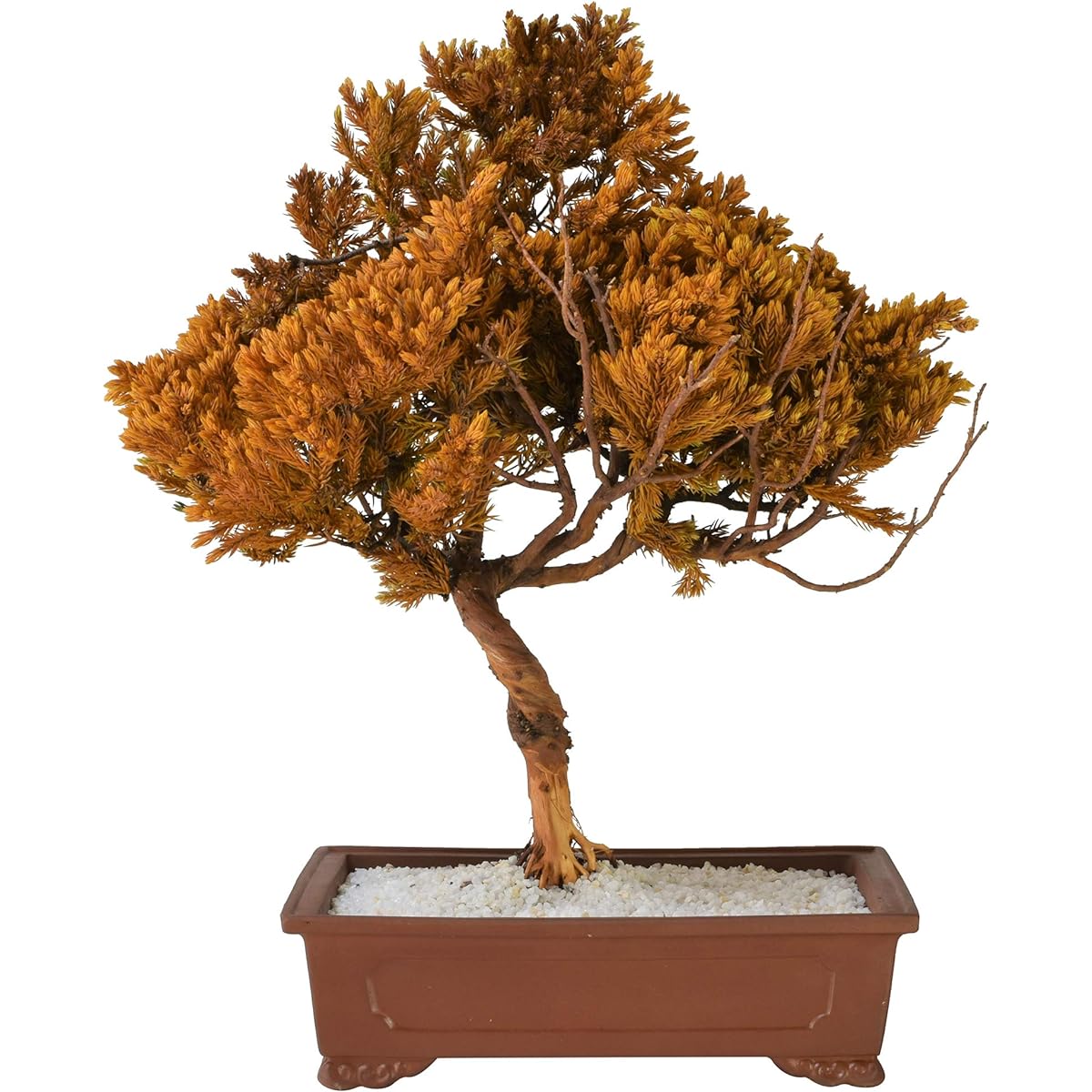General Incorporated Association World Dry Bonsai Association Bonsai, Dry Bonsai, Dry Bonsai, DRY BONSAI Dry Bonsai/Bonsai Pot White Sand Hardened 4582522520083 Interior Object Gift Yellow Body: Depth 23cm Body: Height 35cm Body: Width 30cm