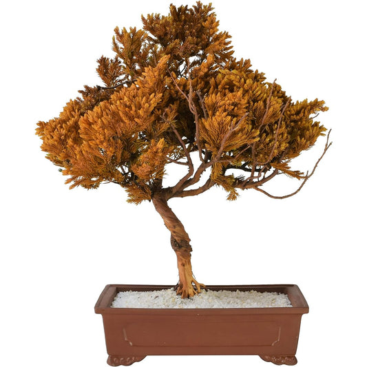 General Incorporated Association World Dry Bonsai Association Bonsai, Dry Bonsai, Dry Bonsai, DRY BONSAI Dry Bonsai/Bonsai Pot White Sand Hardened 4582522520083 Interior Object Gift Yellow Body: Depth 23cm Body: Height 35cm Body: Width 30cm