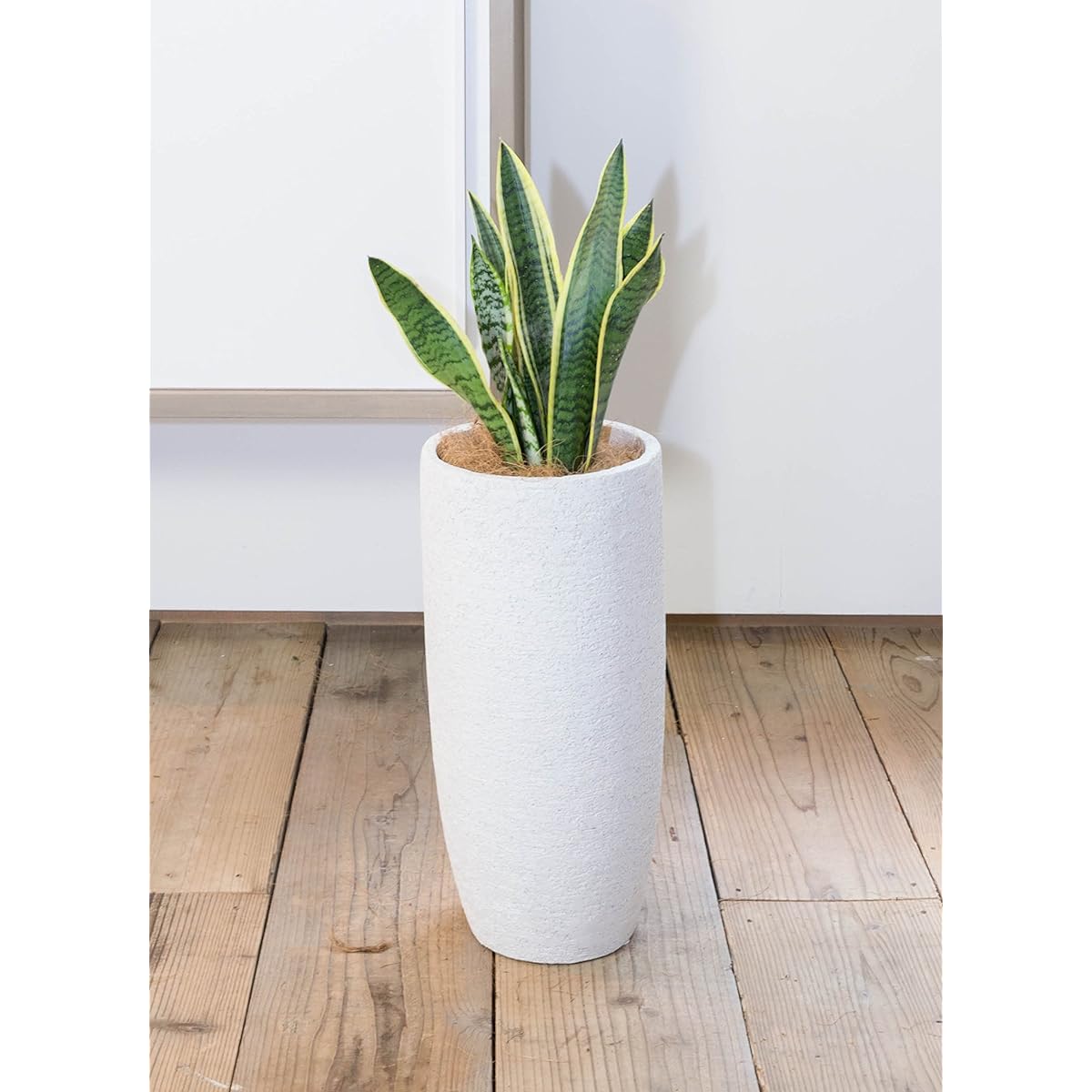 HitoHana Sansevieria No. 6 Toranoo Eco Stone Tall Type White