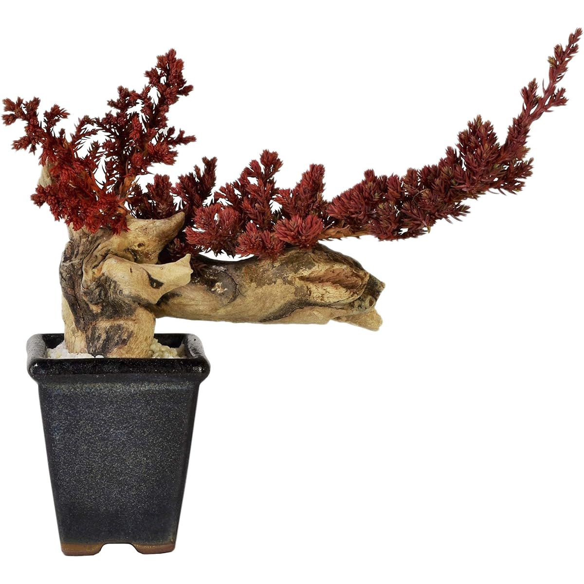 General Incorporated Association World Dry Bonsai Association Bonsai, Dry Bonsai, Dry Bonsai, DRY BONSAI Dry Bonsai/Bonsai Pot White Sand Hardened 4582522520069 Interior Object Gift Red Body: Depth 15cm Body: Height 25cm Body: Width 25cm