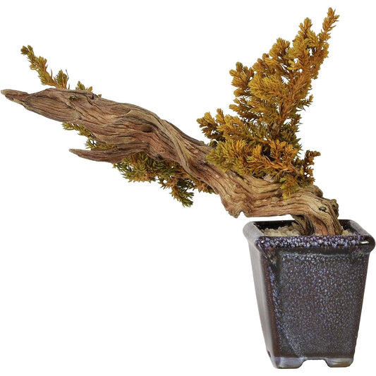 General Incorporated Association World Dry Bonsai Association Bonsai, Dry Bonsai, Dry Bonsai, DRY BONSAI Dry Bonsai/Bonsai Pot White Sand Hardened 4582522520052 Interior Object Gift Yellow Body: Depth 15cm Body: Height 25cm Body: Width 25cm